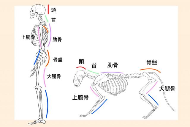 猫怎么画简单又漂亮(站着的猫怎么画简单又漂亮)