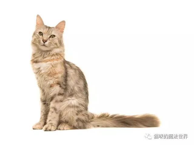 安哥拉猫咪图片(安哥拉猫是哪个国家的猫)