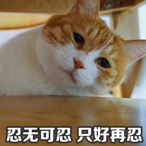 猫乱尿原因是什么(猫乱尿怎么解决方法)