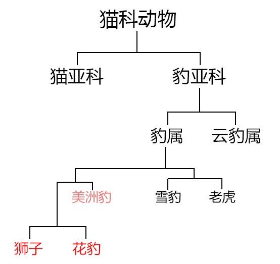 狮子是猫科还是犬科(狮子是猫科还是犬科动物)