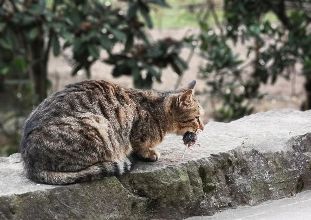 宠物猫会抓老鼠吗(家养的宠物猫会抓老鼠吗)