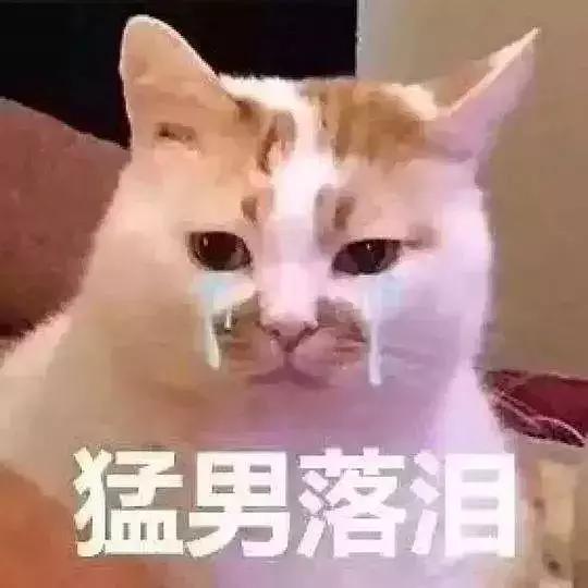 猫咪眼睛发炎会自愈吗(猫咪眼睛炎症会自己好吗)