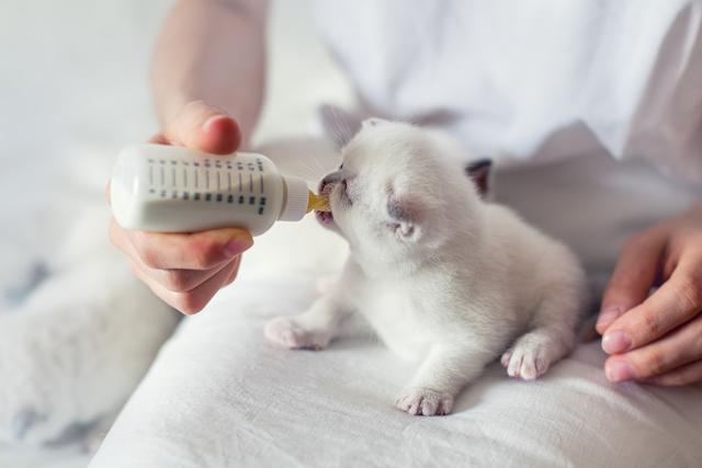 母猫怀孕多久生小猫(母猫怀孕后多久生小猫)