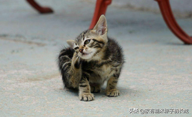 猫藓初期图片(猫藓长什么样子)