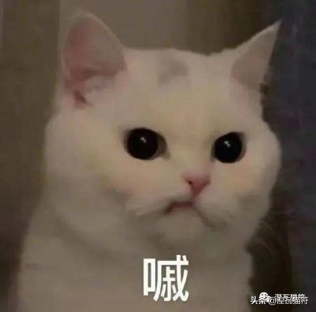 养一只猫一个月最少花多少钱(养一只猫一月要花多少钱)