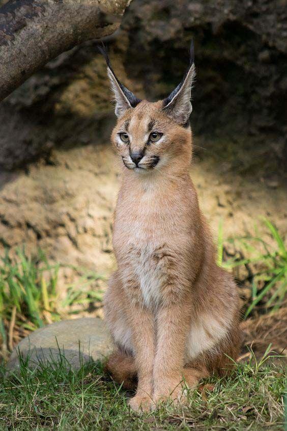 沙丘猫是几级保护动物(沙丘猫是保护动物吗)