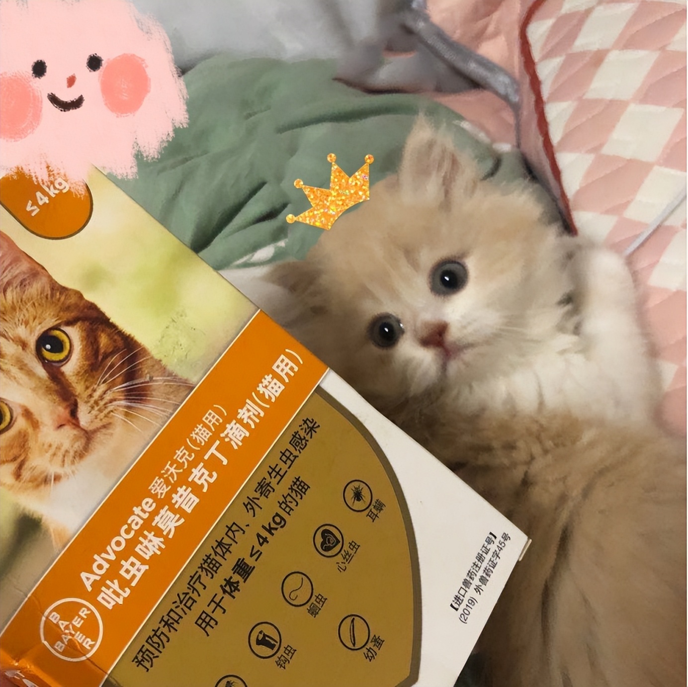 猫驱虫药什么牌子好(哪个牌子的猫驱虫药好)