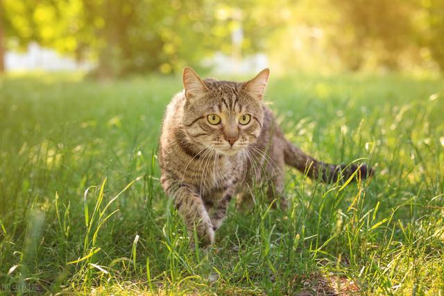 最聪明的猫排行榜前十名(最聪明的猫是什么品种)