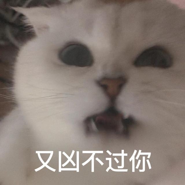 小猫表情包(小猫表情包沙雕)