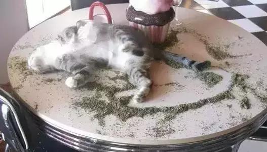 猫薄荷对猫有危害么(猫薄荷对猫是否有害处)