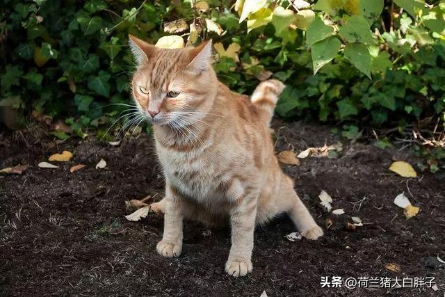 猫咪乱拉屎怎么办(猫咪乱拉屎的原因)