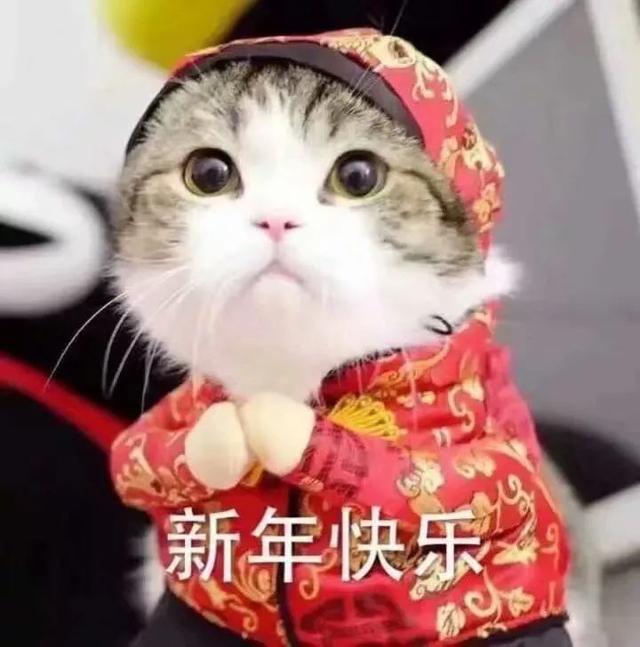 猫能吃葡萄吗(小奶猫能吃葡萄吗)