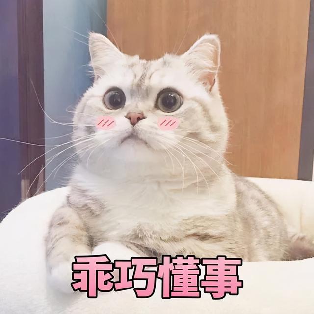 猫放屁很臭怎么回事(猫放屁特别臭)