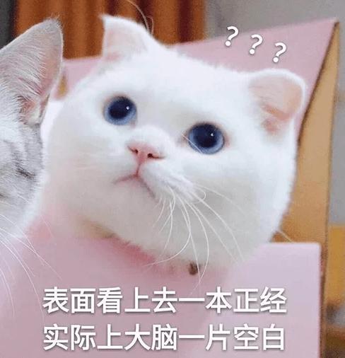 猫可以吃虾壳吗(宠物猫可以吃虾壳吗)