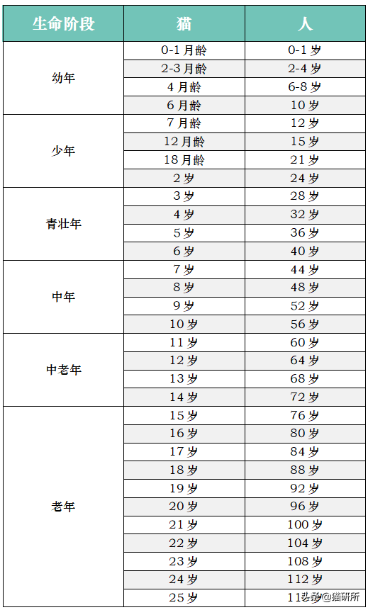 猫的年龄怎么计算(猫的年龄计算方法)