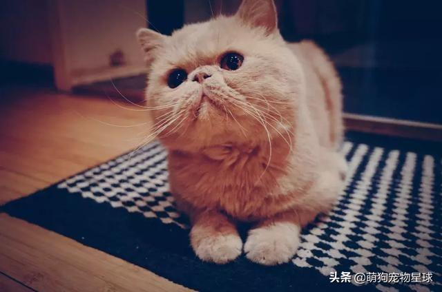 加菲猫吃什么牌子猫粮好(加菲猫吃什么牌子猫粮好一些)