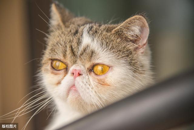 加菲猫掉毛厉害怎么办(加菲猫严重掉毛怎么办)