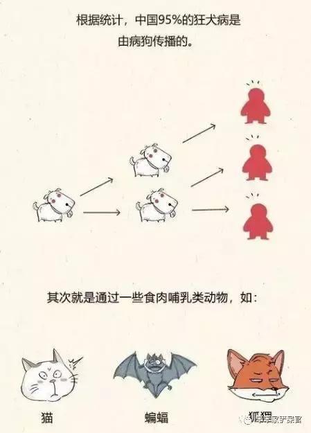 猫得了狂犬病能活多久(如果猫得了狂犬病能活多久)