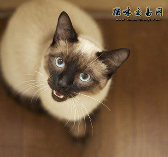 猫咪生宝宝啦,宠物猫难产怎么办？