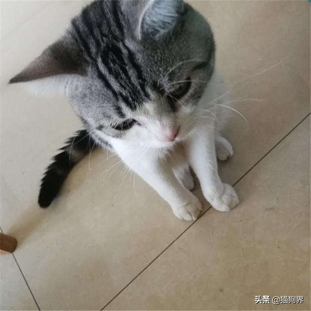 猫玩具有必要买吗(猫玩具需要买吗)