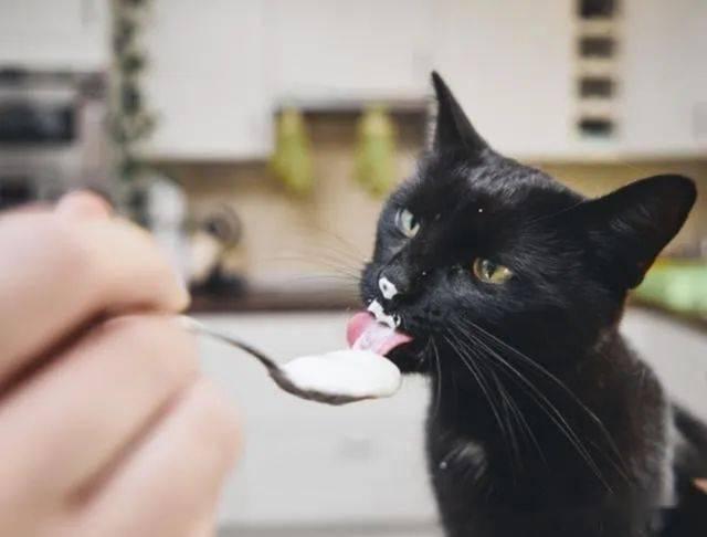 小猫吃什么食物除了猫粮(幼猫吃什么食物比较好)