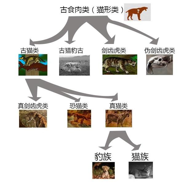 狮子是猫科还是犬科(狮子是猫科还是犬科动物)