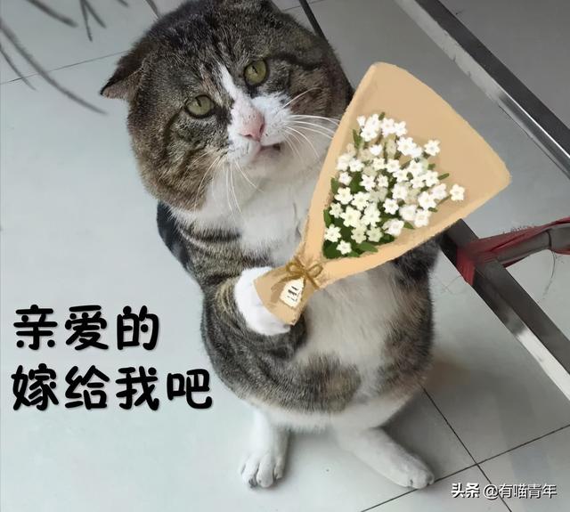 世界上最丑的猫长什么样(世界上最丑的猫图片)