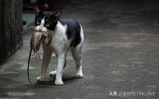 猫咪对主人有没有感情(猫咪对主人有感情吗)