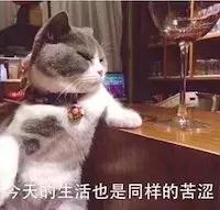 猫瘟是怎么引起的(猫瘟怎么得的)