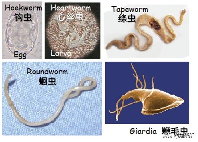 猫身上的寄生虫有哪些(猫身上的寄生虫图片)