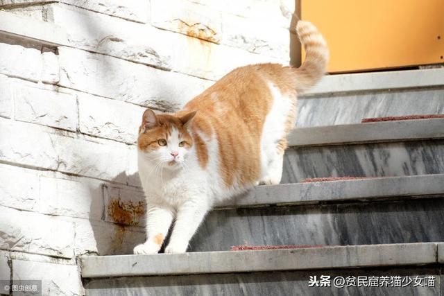 溜猫对猫好吗(溜猫有必要吗)