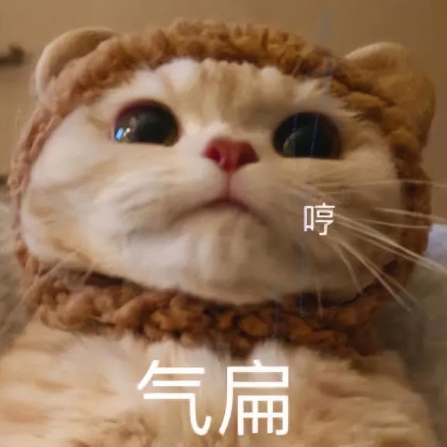 小猫表情包(小猫表情包沙雕)