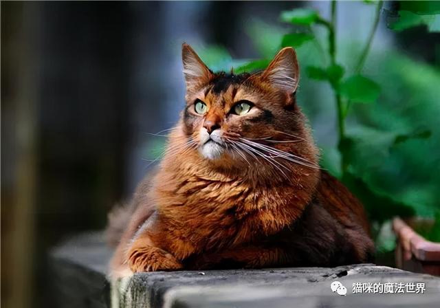 索马里猫图片(索马里猫好养吗)