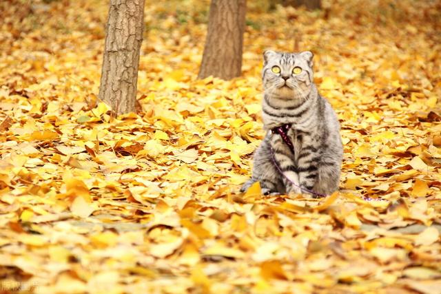 遛猫会不会自己跑掉(遛猫需要牵引绳吗)