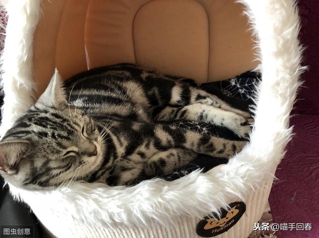 小猫肚子很圆还一直吃怎么办(刚出生的小猫肚子很圆还一直吃)