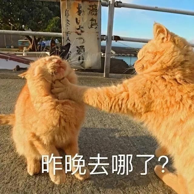 小猫表情包(小猫表情包沙雕)