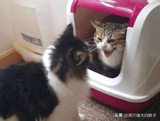 猫咪乱拉屎怎么办(猫咪乱拉屎的原因)