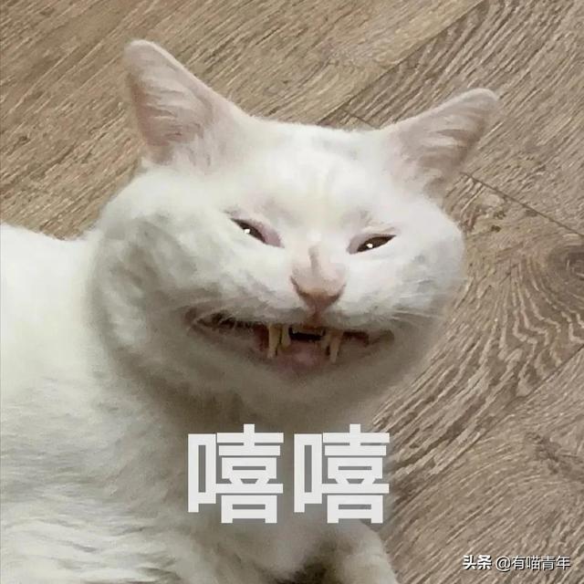 世界上最丑的猫长什么样(世界上最丑的猫图片)