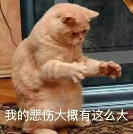 猫瘟是怎么引起的(猫瘟怎么得的)