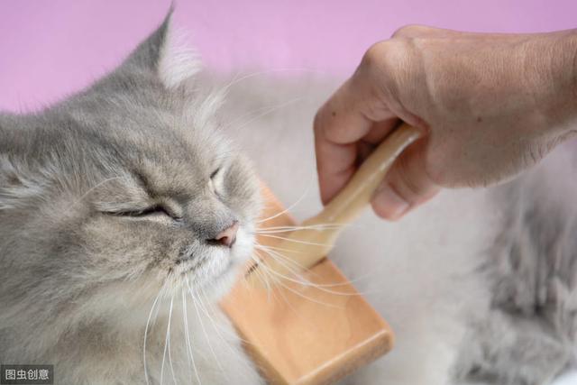 猫一块皮肤脱毛露白肉(猫一块皮肤脱毛露白肉怎么办)