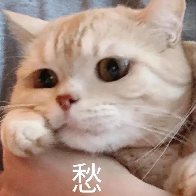 小猫表情包(小猫表情包沙雕)