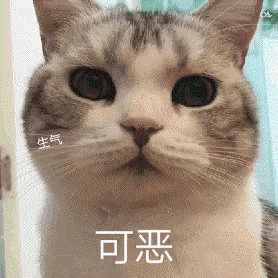 猫重复喵呜是什么意思(小猫一直喵呜叫)