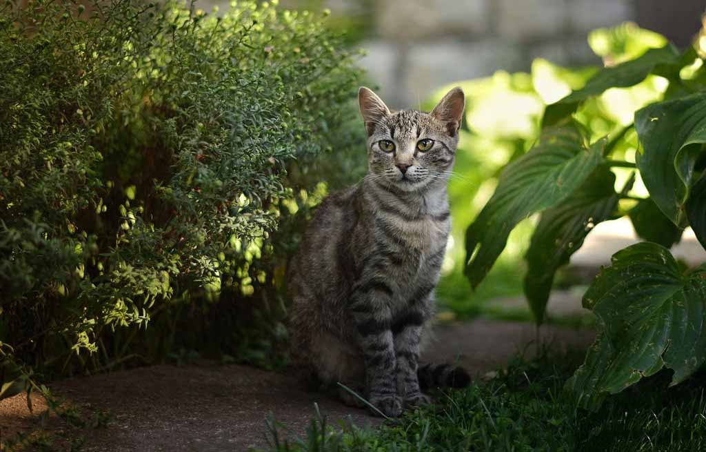 不容忽视的宠物猫训练技巧？大家是怎么认为的