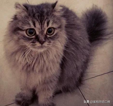 高地猫是什么品种(蓝白高地猫是什么品种)