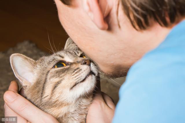 猫艾滋病会传染人吗(猫艾滋会传染人类吗)