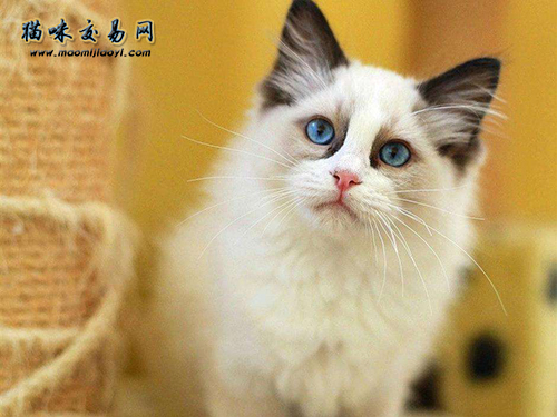 Ragdoll：带你走进布偶猫的世界! 布偶猫多少钱一只?