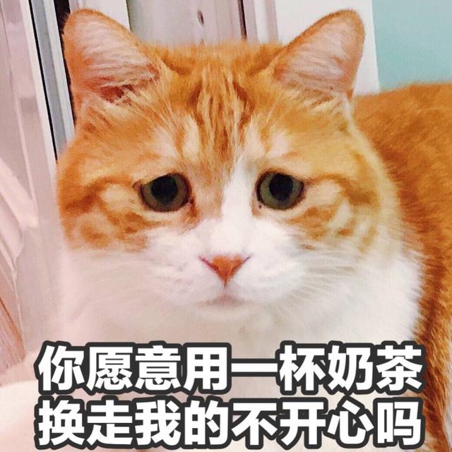 金丝猫是什么品种(金丝猫是什么猫)