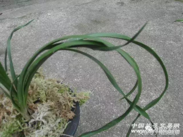 猫毛草的功效和作用(猫毛草图片)