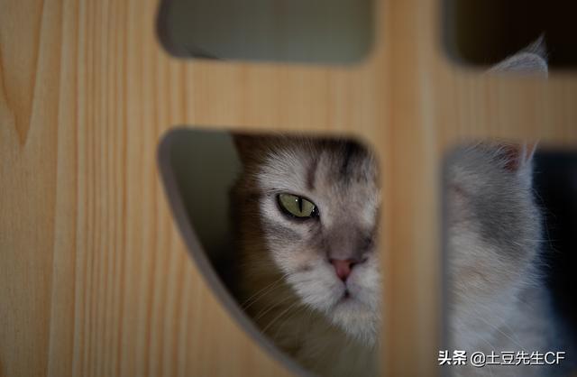 猫咪孕期吃什么补充营养(猫咪孕期需要补充什么营养)