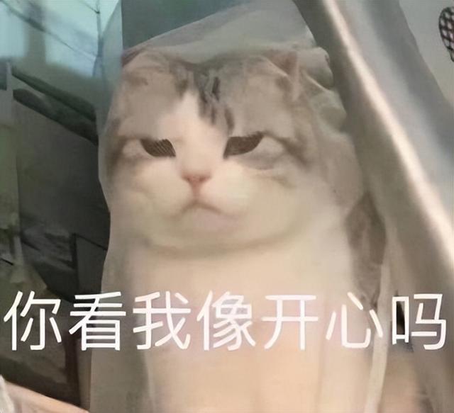 小猫表情包(小猫表情包沙雕)